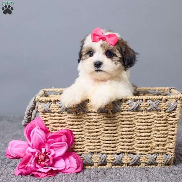 Lucy, Teddy Bear Puppy